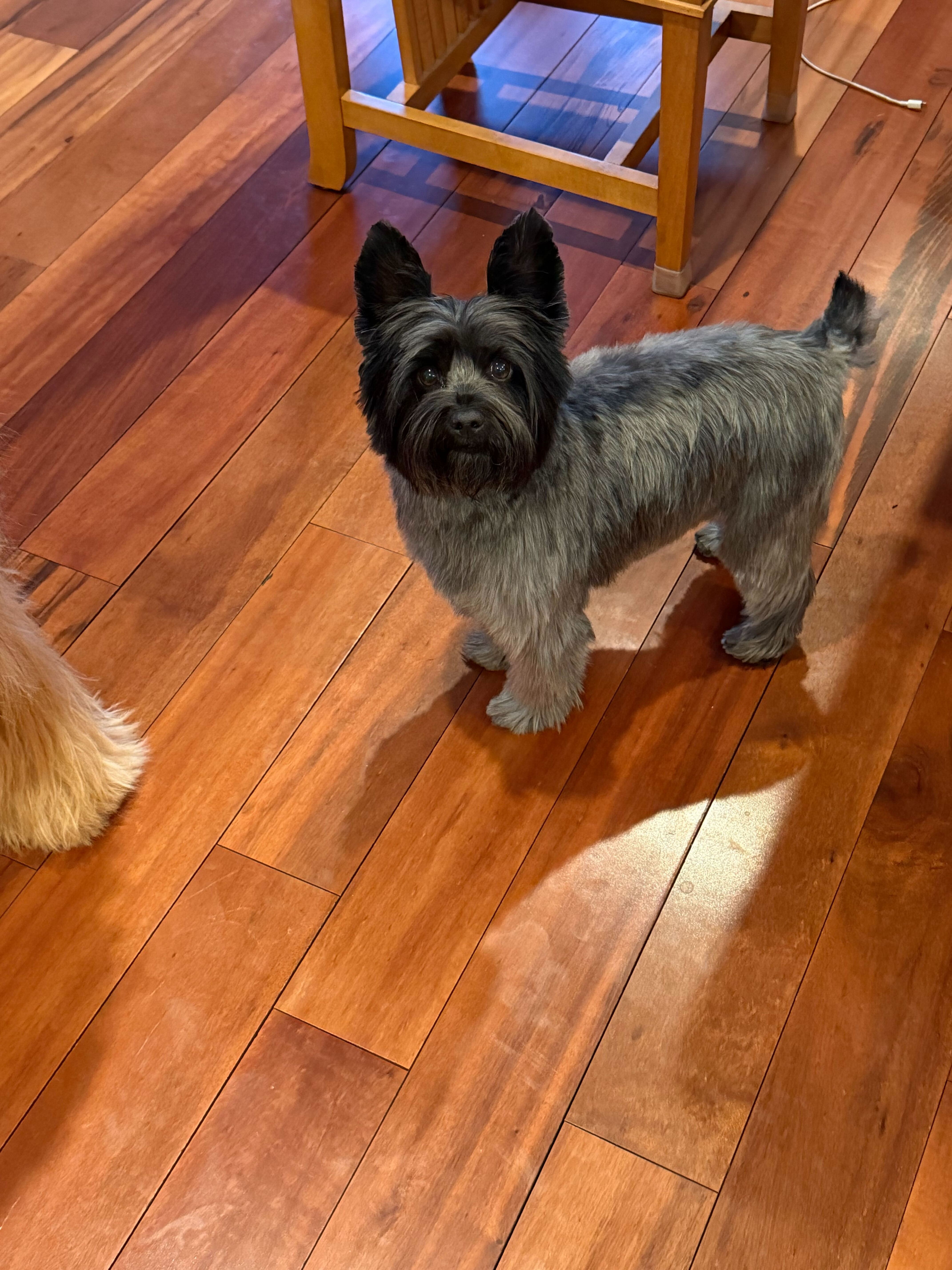 Elvis with a fresh haircut